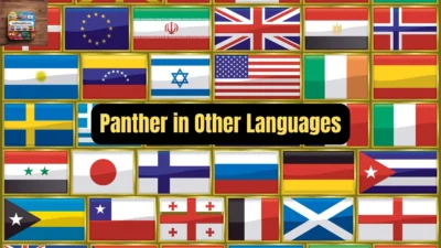 Panther in Other Languages